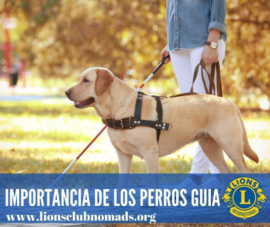 ¿Porqué son tan importantes los Perros Guía?